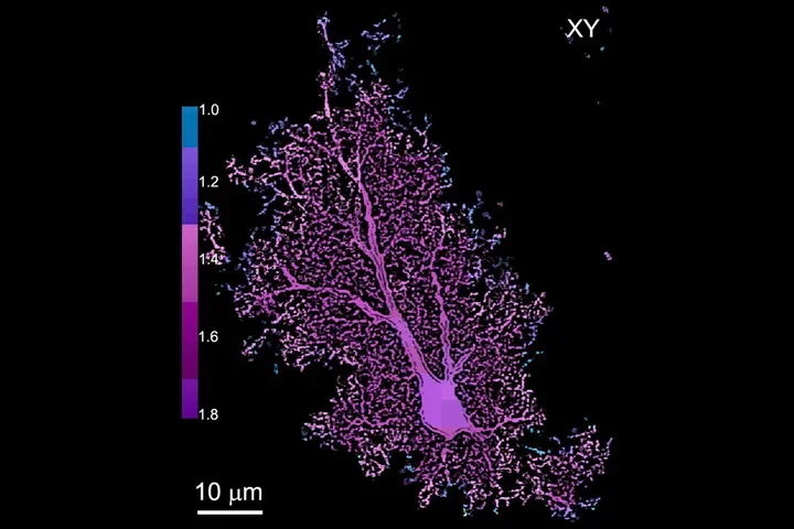 Understanding Glial Cells